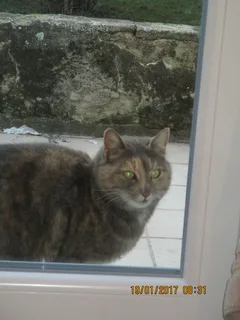Chat trouvé American Curl