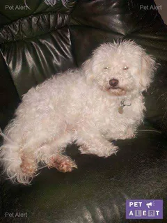 Chien perdu Bichon à poil frisé