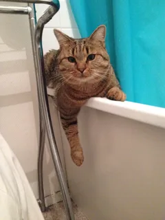 Chat perdu Chat Tigre