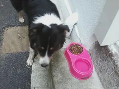 Chien trouvé Bouvier Bernois