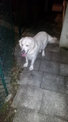 Chien trouvé Golden-Retriever