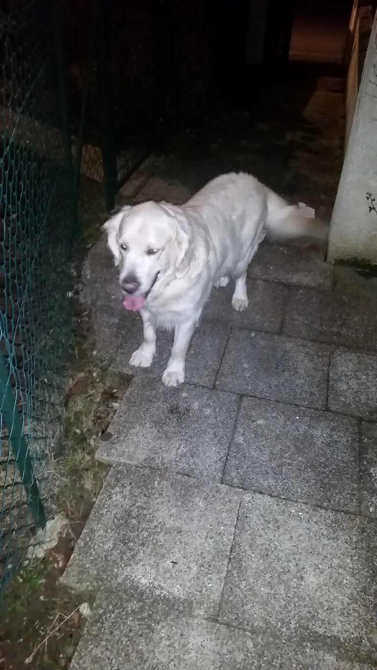 Chien trouvé