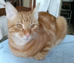 Chat trouvé Sans race particulière