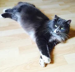 Chat perdu Angora Turc