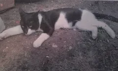 Chat perdu Européen