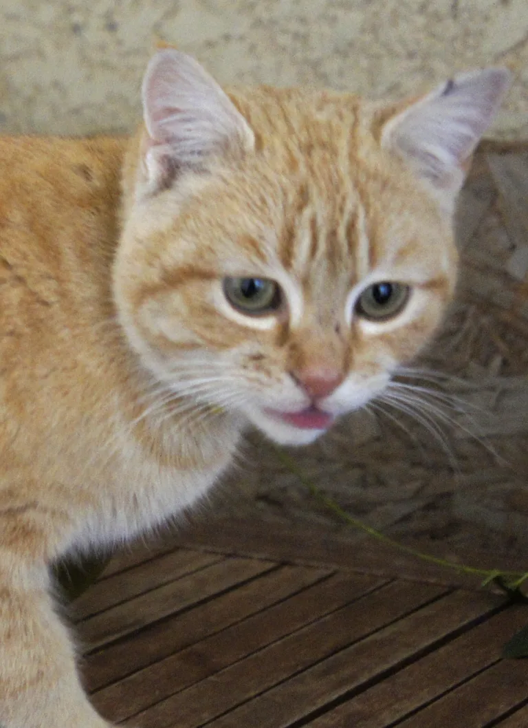 Chat trouvé