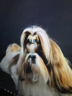 Chien perdu Shitzu
