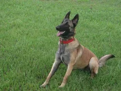 Chien perdu Berger Belge