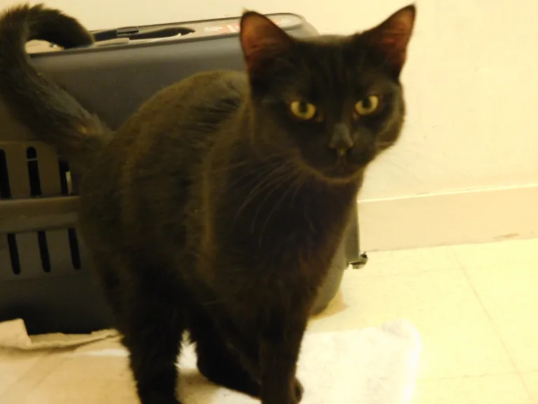 Chat trouvé