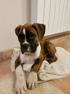 Chien perdu Boxer