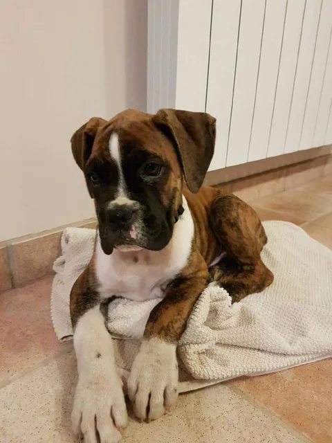 Max