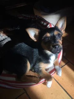 Chien perdu Jack-Russell-Terrier