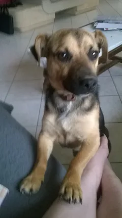 Chien perdu Croisé