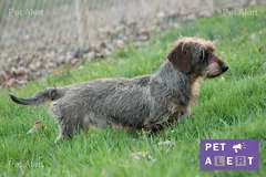 Chien perdu Teckel