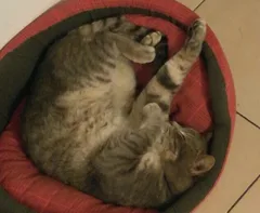 Chat perdu Chat Tigre