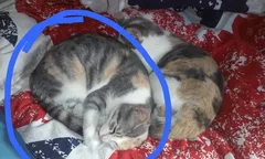Chat perdu Sans race particulière