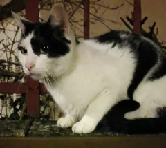 Chat trouvé Européen