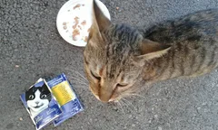 Chat trouvé Européen