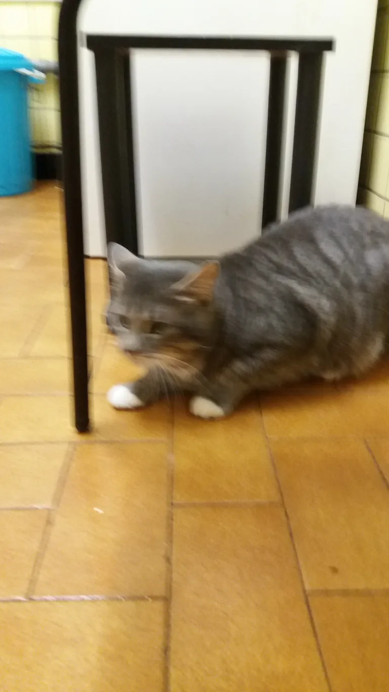 Chat trouvé