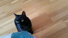 Chat trouvé Européen