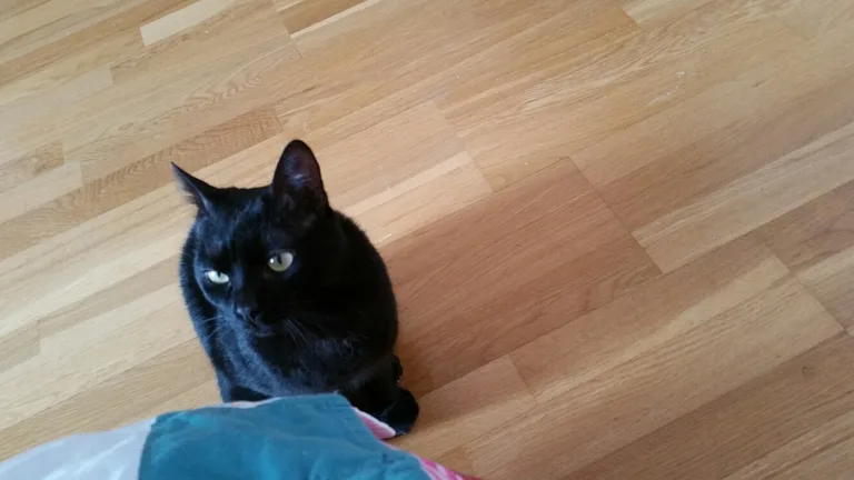 Chat trouvé