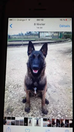 Chien perdu Berger Belge Malinois