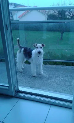 Chien perdu Fox-Terrier