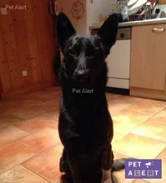 Chien perdu Berger de Hollande