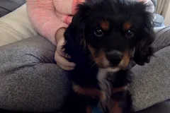 Chien perdu Cavalier King Charles