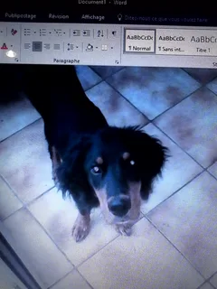 Chien perdu Setter Gordon
