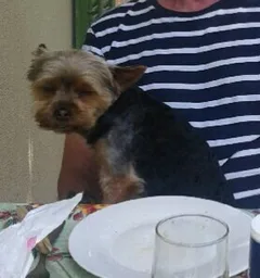 Chien perdu Yorkshire Terrier
