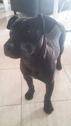 Chien perdu Dogo Canario