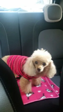 Chien perdu Caniche