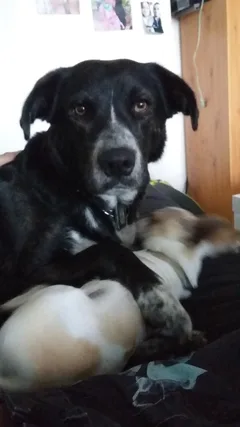 Chien perdu Border Collie