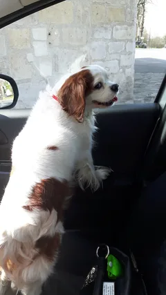 Chien trouvé Cavalier King Charles