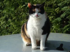 Chat trouvé Européen