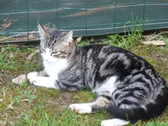 Chat trouvé Européen