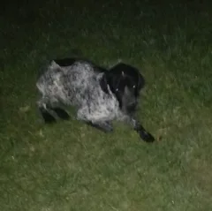 Chien trouvé Braque Allemand