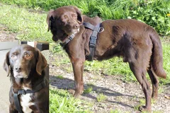 Chien perdu Croisé