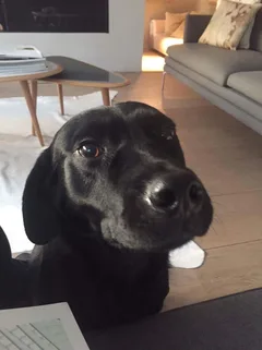Chien perdu Labrador-Retriever