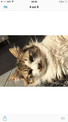 Chat perdu Européen