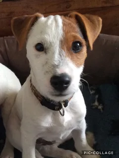 Chien perdu Jack-Russell-Terrier