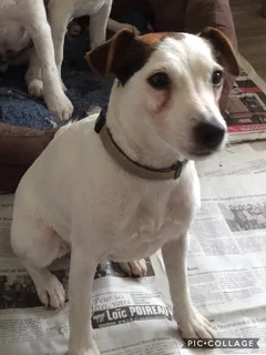 Chien perdu Jack-Russell-Terrier