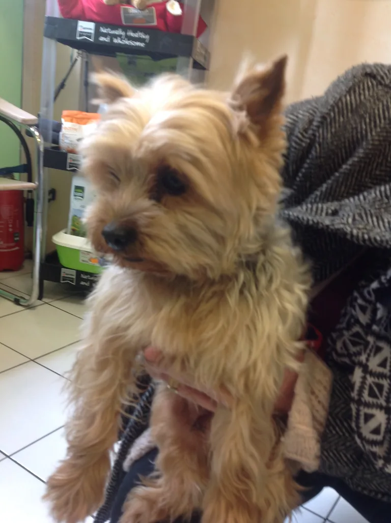 Chien trouvé