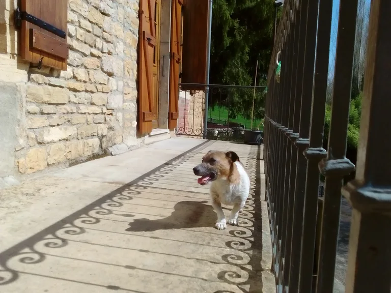 Chien trouvé