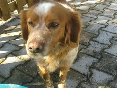 Chien perdu Epagneul Breton