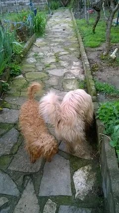 Chien trouvé Caniche