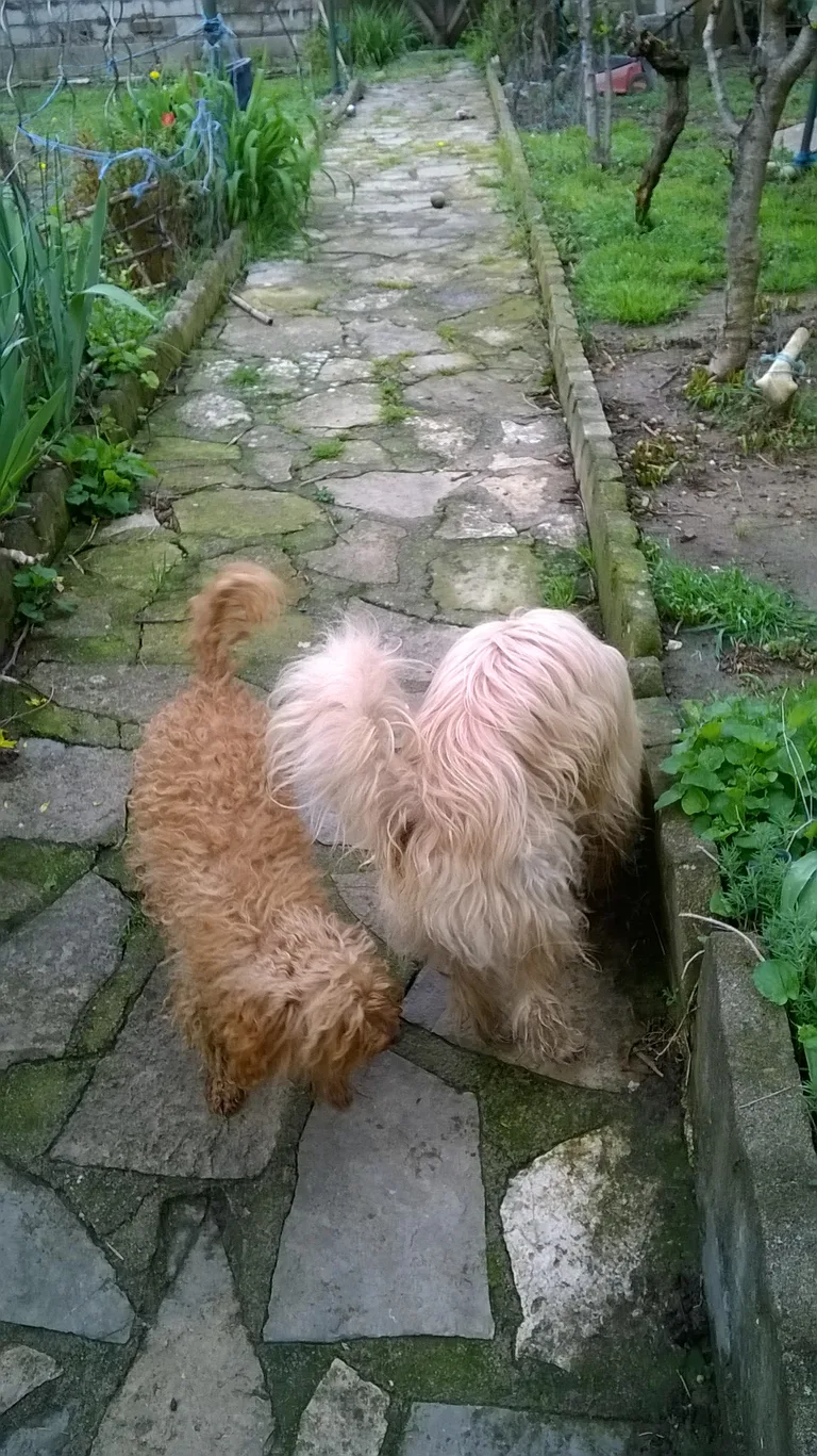 Chien trouvé