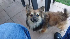 Chien trouvé Spitz Allemand