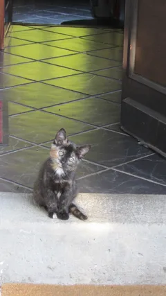 Chat perdu Européen